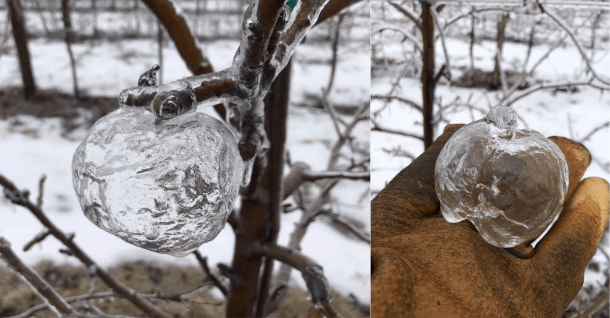 Engineering Ghosts Freezing Rain Created Ghost Apples On Orchard