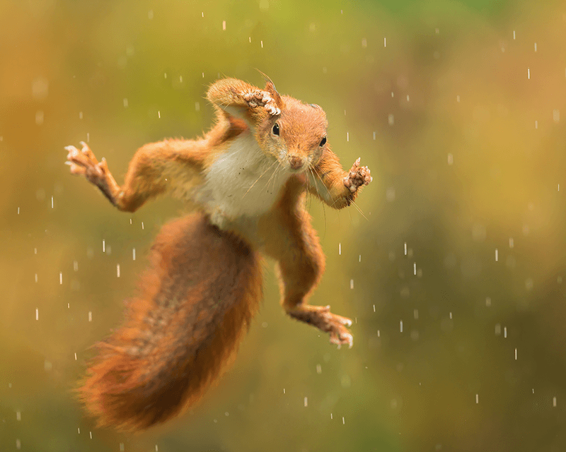 A picture of a squirrel flying through the air to beat a Nasa engineer