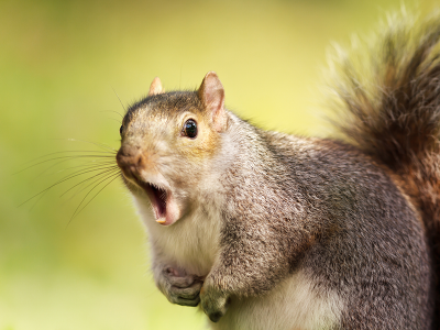 A squirrel surprised by beating a Nasa engineer